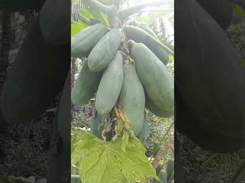 Đu đủ 💎 độc lạ Vĩnh Long...🥰🥱