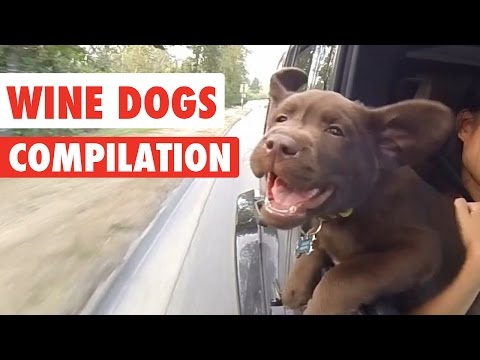 Wine Dogs Video Compilation 2017 - UCPIvT-zcQl2H0vabdXJGcpg