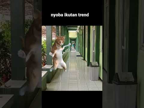 ramein dong 🗿#cat #comedy #lucu #trendtiktok