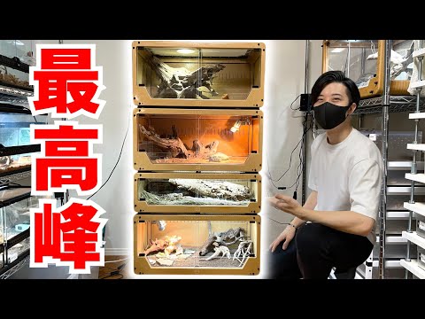 【最高級】総額80万超えの超高級ケージを導入しレイアウトしたら最高すぎた!