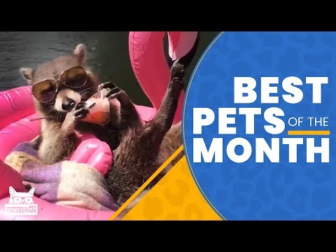 Best Pets Of The Month  (May 2019) | The Pet Collective - UCPIvT-zcQl2H0vabdXJGcpg