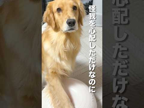 勘違いをして完全に拗ねてしまった犬の顔が怖すぎた...【ゴールデンレトリバー•ボーダーコリー】#shorts