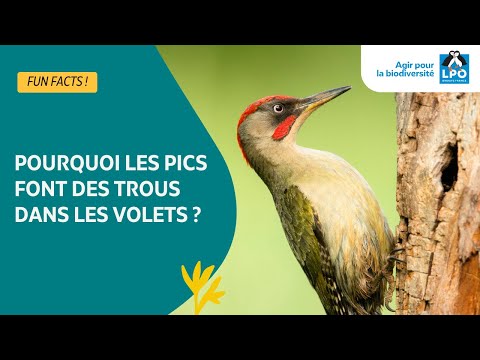 Pourquoi les pics tambourinent et percent nos volets ? - #funfacts
