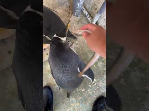 6月2日ふ化！ジェンツーペンギンが自分で魚を食べる姿をご紹介 サムネイル