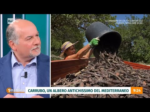 Cacao e carrube - Unomattina - 18/03/2024