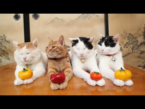 2025年8月31日 うずまき猫ライブ配信と放置シーンの全貌 サムネイル
