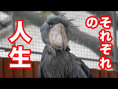 【いろいろだなぁ】ハシビロコウふたばちゃんといろんな鳥たちの人生(鳥生)【夏のふたば2025-15】Futaba, Shoebill  summer 2025-15 掛川花鳥園
