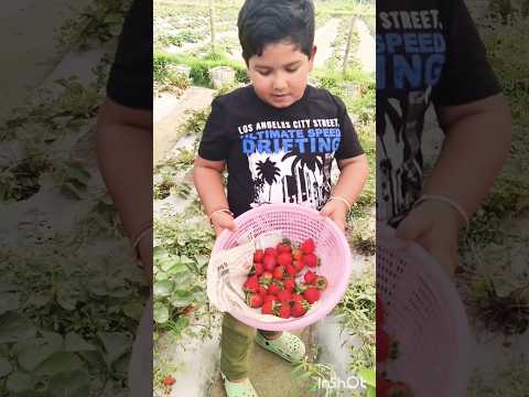 #love ##strawberry #village #strawberry #Farm #vlog #travelvlog