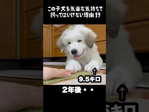 予想以上の成長をした子犬19 #greatpyrenees #犬のいる生活 #大型犬のいる生活 #大型犬と暮らす #大型犬 #グレートピレニーズ #癒し #可愛い #愛犬 #ペット