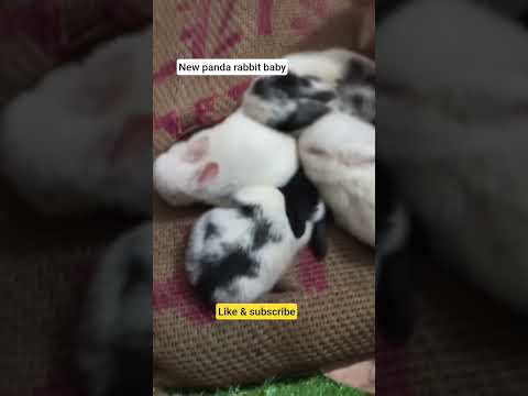 #new panda #rabbit baby #viral #mannurabbit