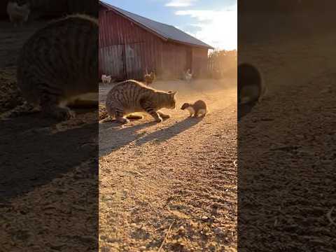 Farm Cat vs. Weasel! The Dusty Showdown of Legends 😼💥🌾