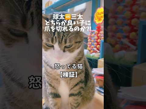 猫の動画サムネイル - 【検証】球太🆚三太どちらが凄い？#cats #shorts #球太