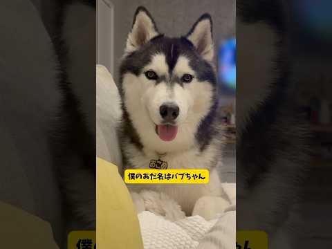 柴犬の真似ばかりしたがるハスキーが面白すぎました#シベリアンハスキー#柴犬#おもしろ #shorts