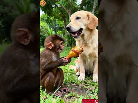 “A Monkey’s Love for His Golden Friend 💛🐒🐕”