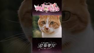沒有人能阻止我的嘎寶包變成魔法少女