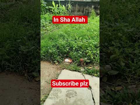 মনোযোগ দিয়ে শুনুন কথা।। #islamicstatus #viralvideo #trending #shortsvideo #সব #trendingvideo #waz