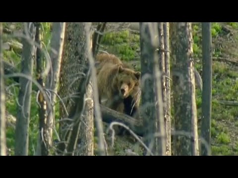 Bear Attack  - Transylvania: Living with Predators - BBC - UCwmZiChSryoWQCZMIQezgTg