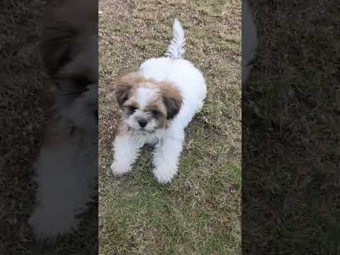 oreo the dog🐕#shorts #minivlog#viral #yt#pets #doglife#dogs #dogshorts #comedy#funny