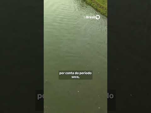 Água do rio Pinheiros, em São Paulo, fica verde