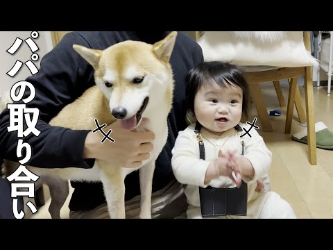 パパが出張から帰ってきた時のお出迎えが激しい1歳児と柴犬