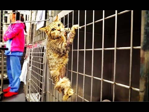 Amazing cat hero loses a leg then something EPIC happens - UCjISfp5zGQYW3R4HpTs2iTw