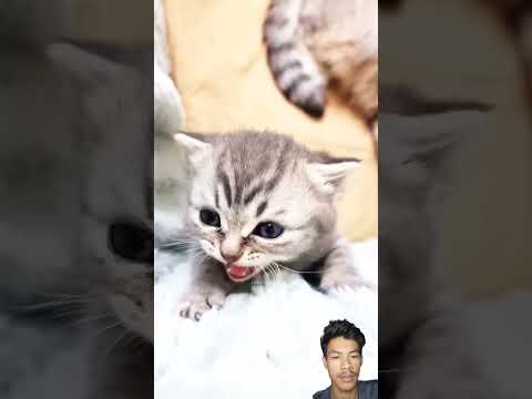 kucing putih lucu #cat #cute #catlover #funny #kucingkampung