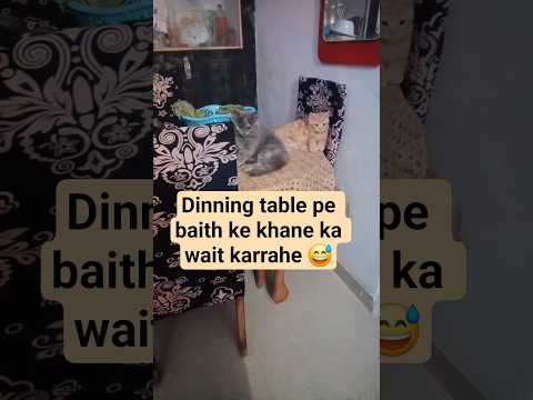 wait for dinner #trending #viral #viralvideo #catshorts #catlife #kitten #catlove #cutecat #cat