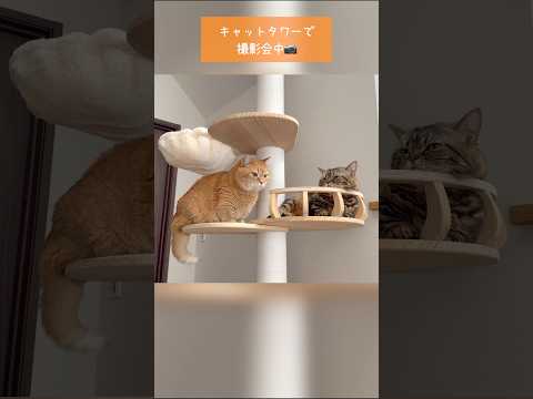 猫の動画サムネイル - キャットタワーから降りられなくなった猫のまさかの行動w  #カラメルプリン