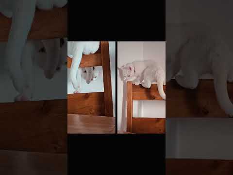 #киса #cat #animallovers #юмор #catlovers #кот #shorts #shortvideo #топ #кошка #кошки #жизнь #top