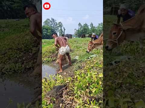 The Red Cow Somehow Became the Scapegoat! 😂 #funny #comedy #shorts #viral #hilariousfails