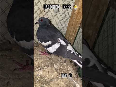 Black Gandadar Eggs #shorts#reels#pigeon#kabutar#hatching#egg#pigeonbreeding