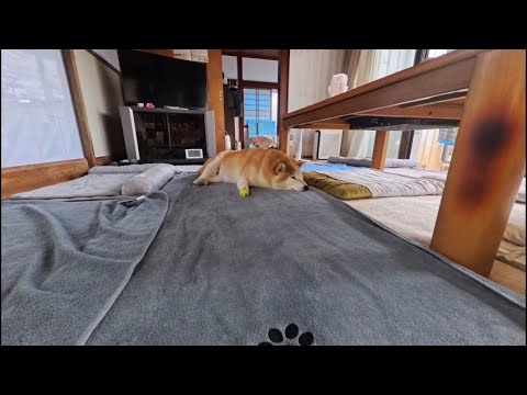 お散歩終わって二度寝圏突入の朝