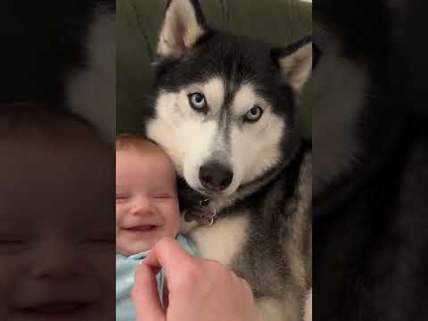 Husky and Baby Cuddle Close 🥰 Baby Leonard Leans on Sheldon