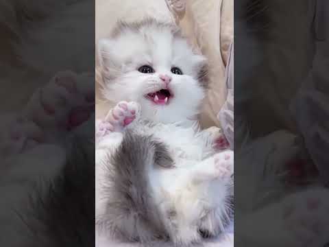 meow meow meow #shorts #animalshorts #funny