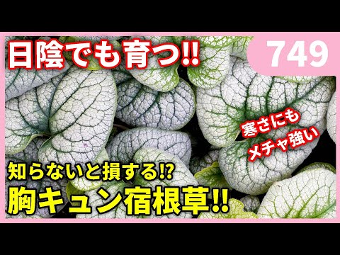 【知らないと損する】胸キュン植物 ブルネラの紹介 ｂｙ園芸チャンネル 749 園芸 ガーデニング 初心者