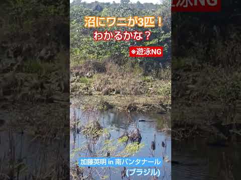 ワニ！遊泳NG！！わかるかな？沼ににワニが3匹！生物ハンター加藤英明【公式】かとチャン