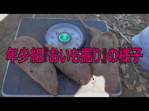 年少組『おいも掘り』の様子