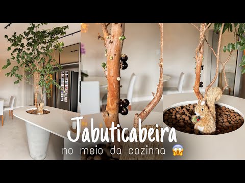 COMO COLOCAMOS UMA JABUTICABEIRA NO MEIO DA SALA?! Mostramos todos os segredos!! É real?