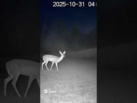 Caught on camera: Ghost Appears in the Mist 👻💨