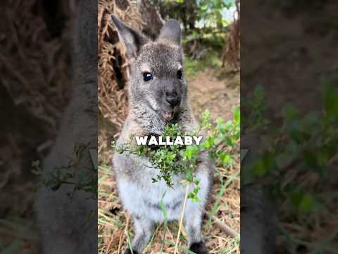 Wallaby vs Canguro 🦘 #animals #curiosidades #canguro #diferencias #wallaby #australia #shorts #vs