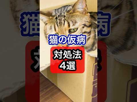 猫の仮病の対処法を獣医師が解説 #ネコ #猫 #猫のいる暮らし #獣医師 #保護猫 #cat #ねこ #分離不安