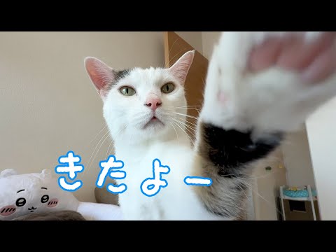 猫の動画サムネイル - 何を撮ろうとしてもごはん催促動画になってしまいます…