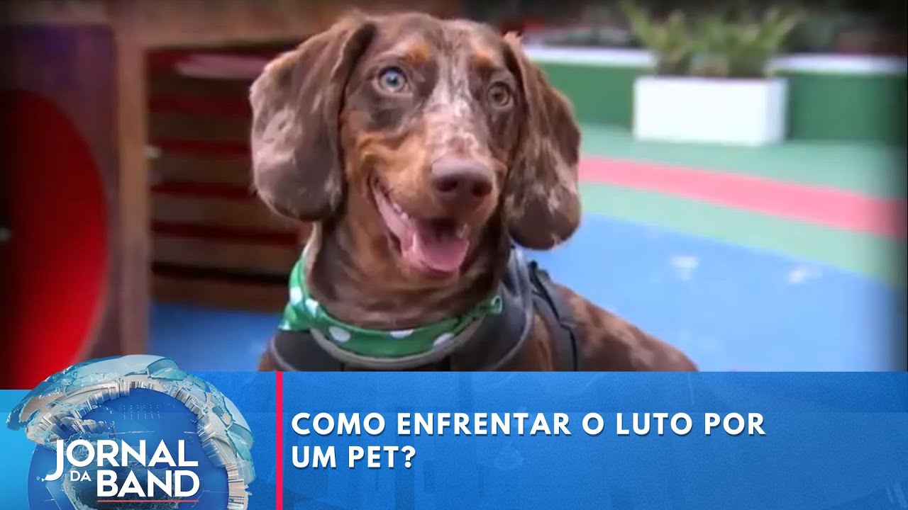Como enfrentar o luto por um pet | Jornal da Band