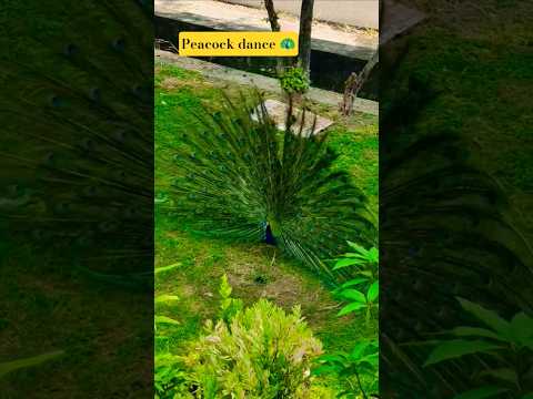 peacock 🦚 Dance #peacock #nature #beautiful #peafowl #youtubeshorts #mor #peacockdance #shorts