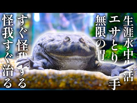 【生涯水中生活】南米の巨大な肉食ガエルを500日育てた結果こうなりました【総集編＋α】