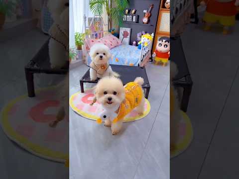 Cute dog. #shortsshorts #viralshort #viralvideo #funydog1010 #poodle #cutepuppy #usadogs #funny #dog