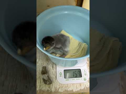 猫の動画サムネイル - 6/2ふ化🐣ジェンツーペンギン生後7日目