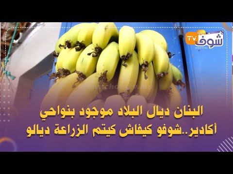 البنان ديال البلاد موجود بنواحي أكادير..شوفو كيفاش كيتم الزراعة ديالو
