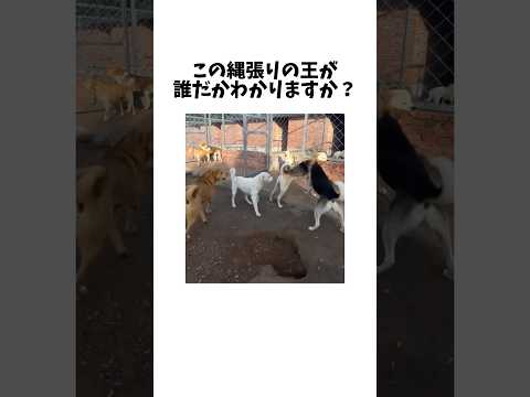 猫の動画サムネイル - 確実に覇王色をもつ犬界のボス　　#shorts