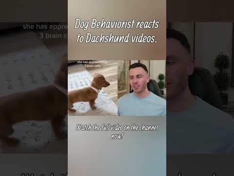 Dog trainer reacts to Dachshund videos part 1 #dachshund #dogs #dogtraining